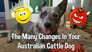 Personality Changes In Australian Cattle Dog - Puppy Stages and More!