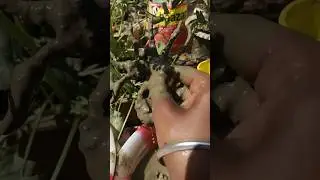 binder Fanta #shortvideo #subscribeplease