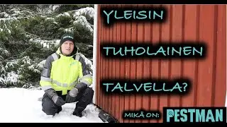 Yleisin tuholainen talvella ja mik&auml; on PESTMAN?