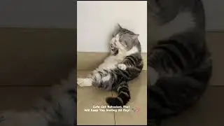 Hilarious Cat Antics Compilation | Funny Cat Videos 2024 part 19 #cat #funnycats #catlover #pets