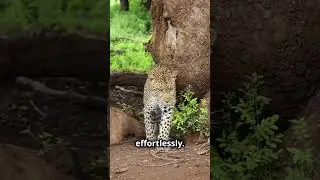 Leopards: The Ninja Climbers of the Wild #naturedocumentary #facts #wildlifedocumentary #wildlife