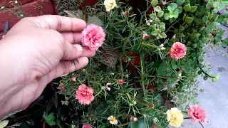 Moss rose / HOW TO CARE AND PROPAGATE MOSS ROSE PORTULACA GRANDIFLORA  TEN O' CLOCK