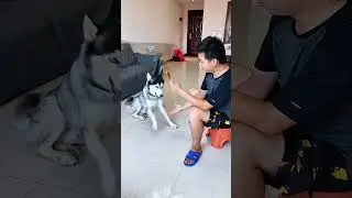 The Husky is really obedient #Husky hits people #If you don't have a dog, you don't know the fun of
