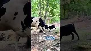 Cow Becomes Guardian Angel for Goat in Need