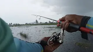 SPOT PERSAWAHAN MASIH JADI PRIMADONA..PARA ANGLER 