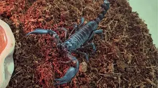 10 ciekawostek o hodowli skorpiona Heterometrus cyaneus w domu