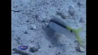 Барабуля зубатая красноморская. Red Sea goatfish (Parupeneus forsskali)
