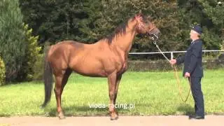 Belenus (Lomitas - Beaute) ur.1996
