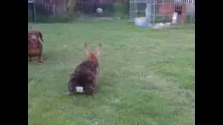 Dachshund and rabbit having fun