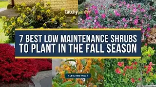 7 Best Low Maintenance Shrubs To Plant In The Fall Season 🍁🌿 // Garden Answer