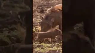 The Ultimate Goal for Any Parent! #wildlife #lovenature #ytshorts