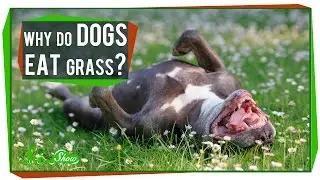 Why Do Dogs Eat Grass?