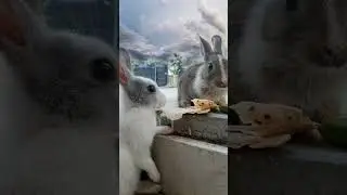 #rabbit #rabbitlifestyle #rabbitplaying #rabbitplaytime #yimmy #yimmyyimmy #bunny #nature #natural
