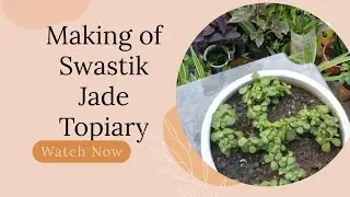 Making of Swastik Jade Topiary & Care tips #plantcare #Topiary #jadeplant #trending #gardeningtips 