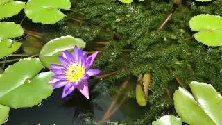 Bloom in Your Own Time
