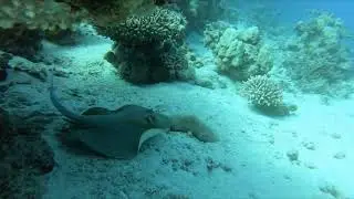 Diving in Egypt - Blend Elphinstone House Reef