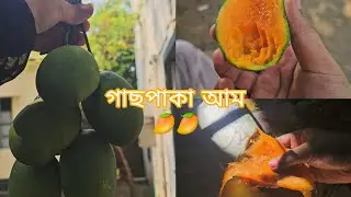 গাছ থেকে পাকা আম পেরে আমসত্ত্ব দিলাম।🥭😋 গাছপাকা আম পারলাম 🥭