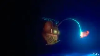 Finding Nemo anglerfish 