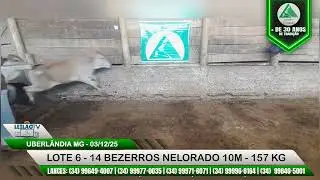 LOTE 6   14 BEZERROS NELORADO 10M   157 KG - 289&ordm; LEIL&Atilde;O GADO CORTE - LEIL&Otilde;ES TRIANGULO - 03/12/2025