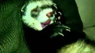 ferret waking up and cleaning himself - afrički tvor se bude i čisti