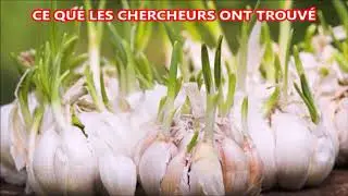 Ail germ&eacute; = Ultra Puissant 
