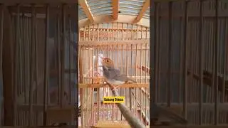 Pancingan Prenjak Sepasang Gacor#prenjakgacor#prenjakbetinagacor#prenjakpikat#prenjakjantan#trueline