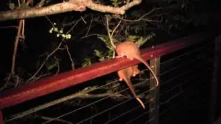 Baby Ringtail Possums Playing on Balcony Rail