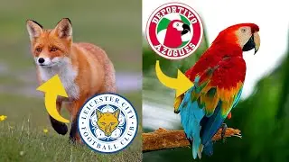 Special Animals in Football Logos ⚽️
