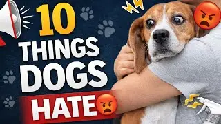 You Won&rsquo;t Believe What Dogs HATE Most (#1 Will Shock You!)