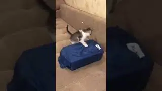 СИМБА 13 серия