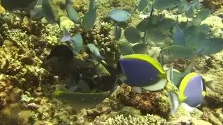 Elektrofish - Underwater Ocean Chillout - Morning Light