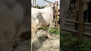 This Hasha Bolder Bull is a True Monster 😳 |