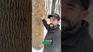 These Trees Are Dying. HERE&rsquo;S WHY!