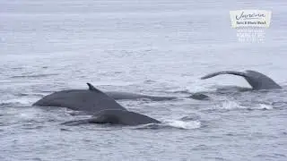 BBC WILD ALASKA LIVE WITH JUNEAU TOURS AND WHALE WATCH