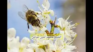الشيخ محمد أمين عياش ما تيسر من سورة النحل تلاوة متقنة وجميلة ما شاء الله