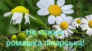 Як відрізнити ромашку лікарську (рум'янок) від ромашки запашної, продірявленої і романа?
