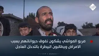 مربو المواشي يشكون نفوق حيواناتهم بسبب الامراض ويطالبون البيطرة بالتدخل العاجل