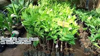 Bibit Jambu Air Green Giant Jumbo | Cepat Berbuah & Super Manis!