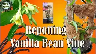 Vanilla Bean Vine Repotting | Vanilla planifolia | Orchid Mix Preparation | DIY Orchid Pot | Staking