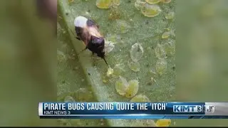 Pirate Bugs causing quite the 'itch'