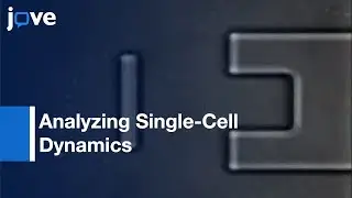 Acquiring Fluorescence Time-Lapse Movies Of Budding Yeast: GRAFTS l Protocol Preview