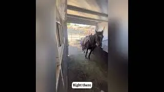 Trailer Loading Safety: Calm, Confident, and Connected Horses