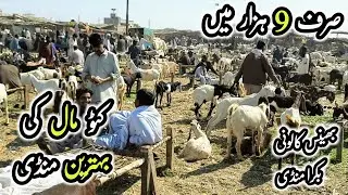 Bhains Colony Mandi Karachi Latest Updates | Bakra Mandi 2023 |  InfoTainment