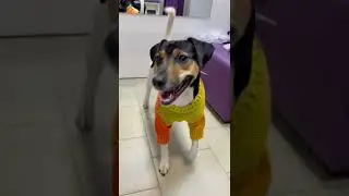 Шопин с Ричардом Ч2 #собака #смешновидео #животные #рекомендации #шопинг #милота #ричард