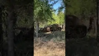 Heart-Racing Footage of Elephant's Unusual Behavior #wildlife