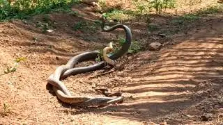 snake dance a rare spectacle in jungle