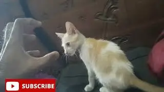 Cat Cute Kitten Molly Play With Owner | Please Subscribe My Channel