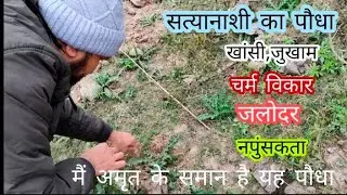 Argemone Mexicana। सत्यानाशी का पौधा। चर्म विकार, नींद ना आना,और मूत्र विकार में निसंकोच प्रयोग करें
