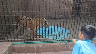 🐯 Tiger attack in Lahore zoo 2025 eid # shorts#