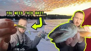 EPIC Trout Crush Fest (YOU NEED TO USE THIS BAIT)